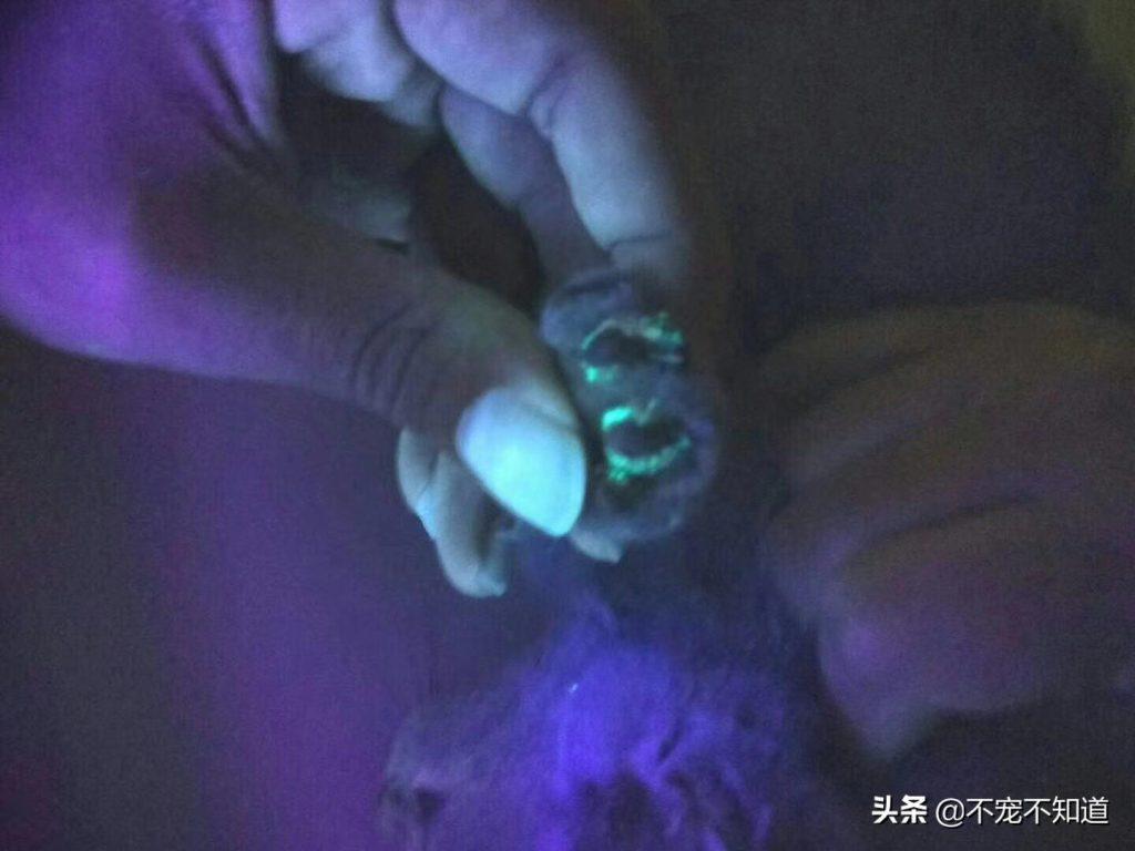 什么是猫藓呢？怎么判断是不是猫藓？教你一招迅速辨别(图4)