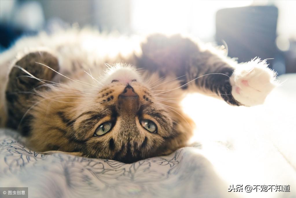 什么是猫藓呢？怎么判断是不是猫藓？教你一招迅速辨别(图6)