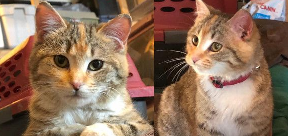 冻伤猫咪在消防局门外敲窗求救 幸运度过寒冬(图3)