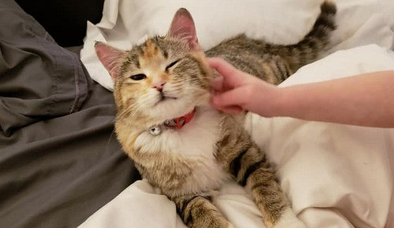 冻伤猫咪在消防局门外敲窗求救 幸运度过寒冬(图4)