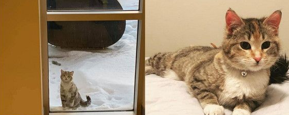 冻伤猫咪在消防局门外敲窗求救 幸运度过寒冬(图1)