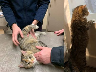 冻伤猫咪在消防局门外敲窗求救 幸运度过寒冬(图2)