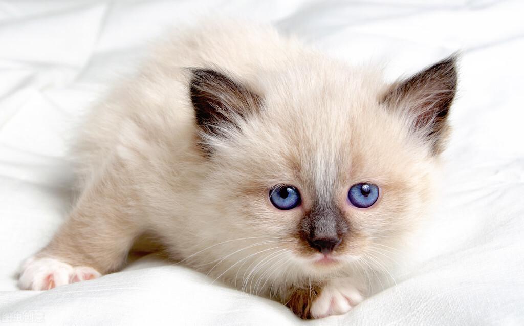 猫在生产前期的状态是怎么样的？猫生完小猫注意事项(图1)