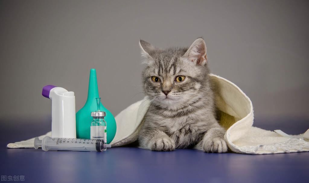 猫在生产前期的状态是怎么样的？猫生完小猫注意事项(图3)