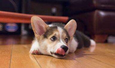 这些情况就要给狗狗喂益生菌了（狗狗的益生菌什么时候吃最好）(图1)