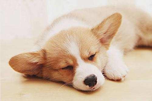 这些情况就要给狗狗喂益生菌了（狗狗的益生菌什么时候吃最好）(图2)