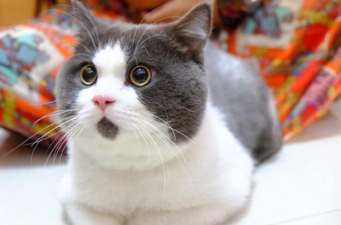 怎么才能养好“英短猫”？只需要掌握这几个方法，饲养英短毫无压力(图1)