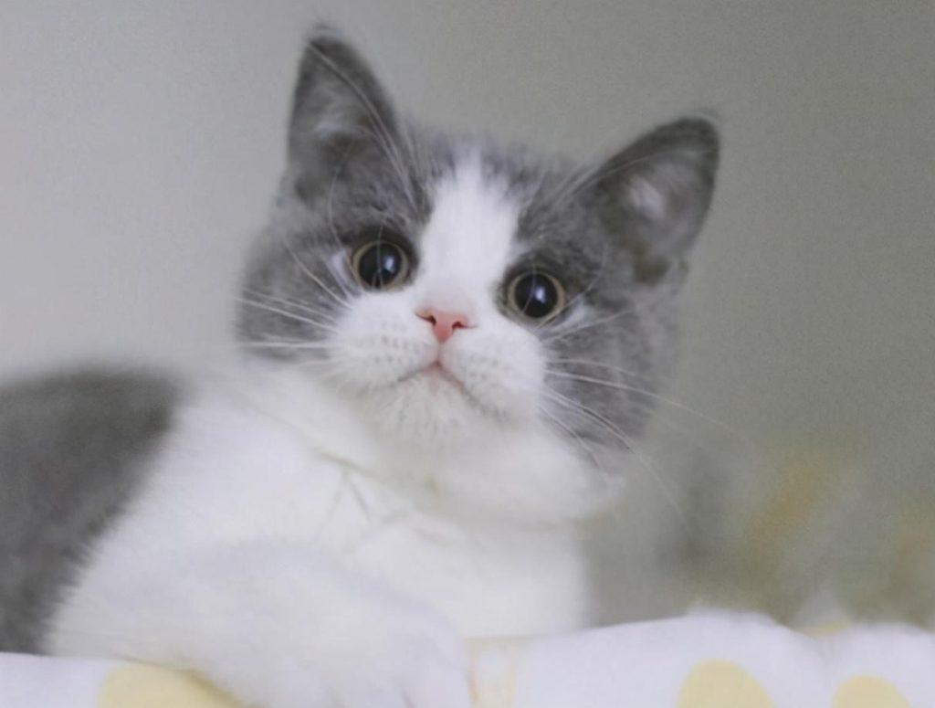 怎么才能养好“英短猫”？只需要掌握这几个方法，饲养英短毫无压力(图2)