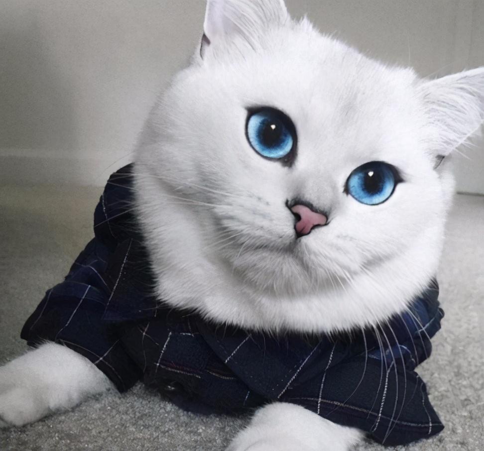 怎么才能养好“英短猫”？只需要掌握这几个方法，饲养英短毫无压力(图3)