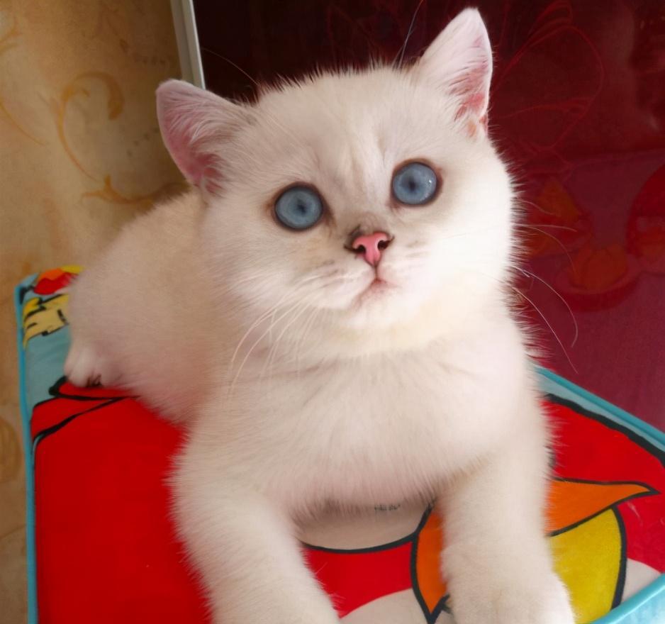 怎么才能养好“英短猫”？只需要掌握这几个方法，饲养英短毫无压力(图4)