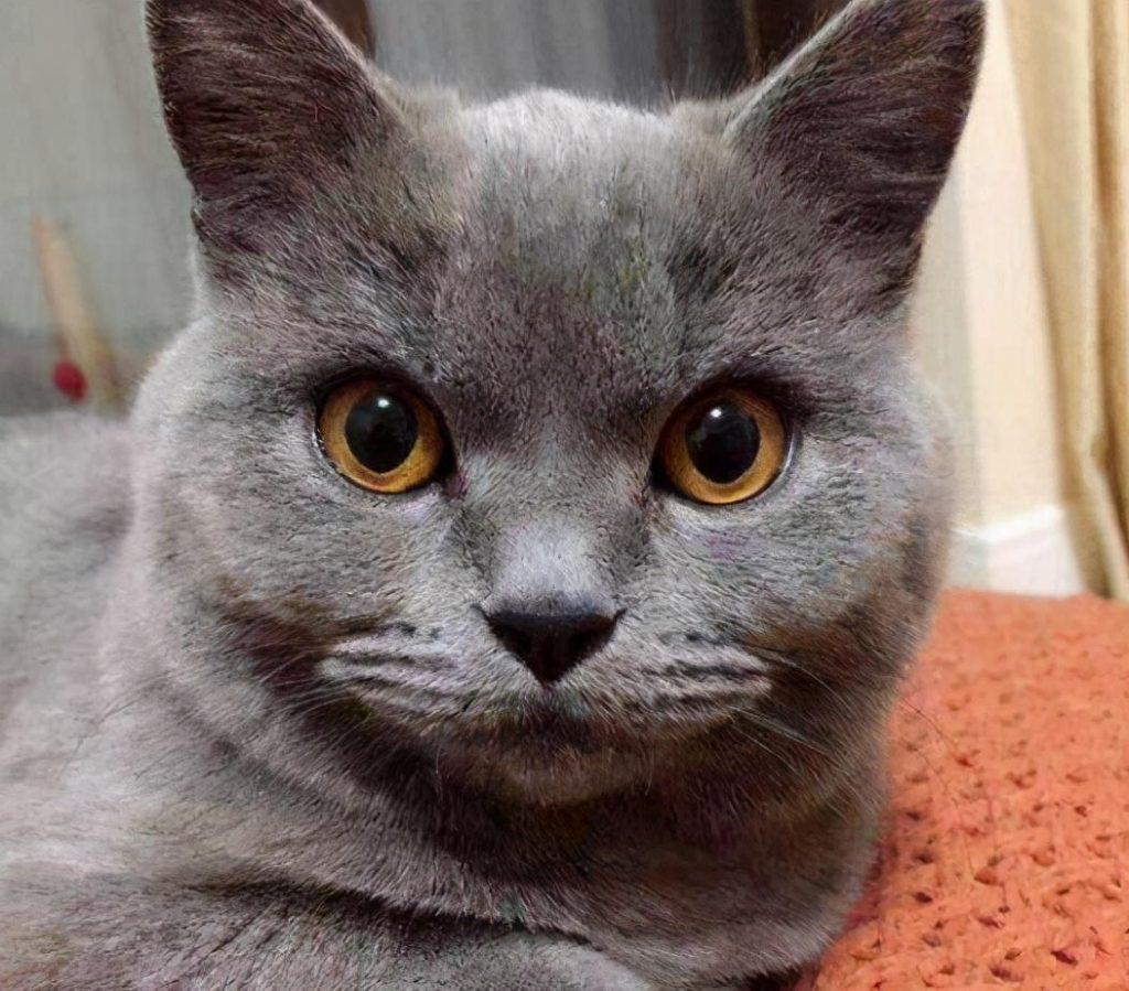 怎么才能养好“英短猫”？只需要掌握这几个方法，饲养英短毫无压力(图6)