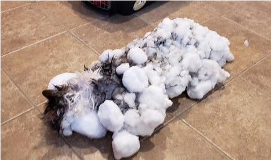 零下13度猫咪受困雪堆被冷冻 治疗一周重回健康(图1)