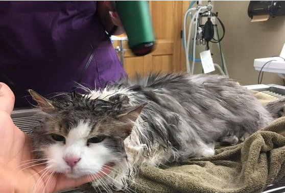 零下13度猫咪受困雪堆被冷冻 治疗一周重回健康(图2)