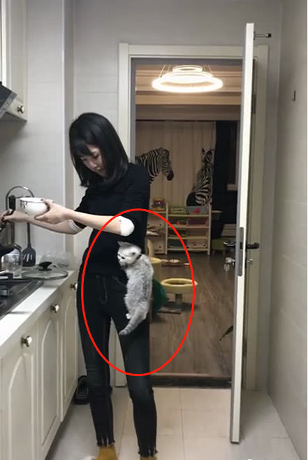 小奶猫看到主人盛饭，顺着大腿直接爬身上，猫：给我也吃一口呗？(图2)