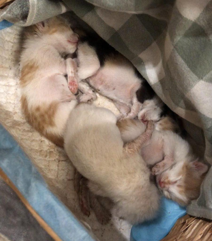 如何喂养刚出生的小奶猫？什么时候可以开始使用猫砂？(图1)