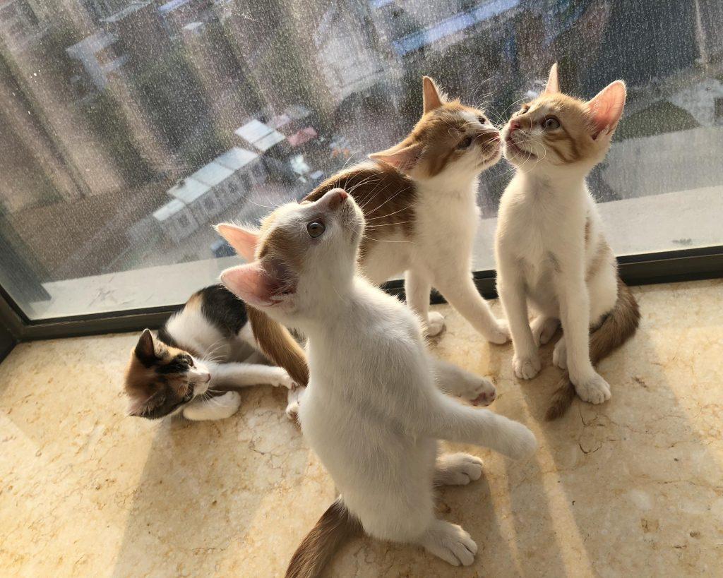 如何喂养刚出生的小奶猫？什么时候可以开始使用猫砂？(图2)