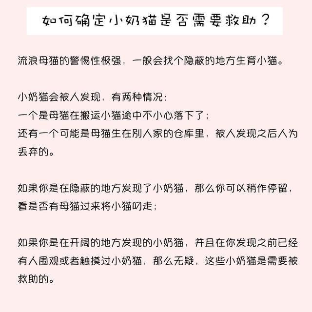 如何喂养刚出生的小奶猫？什么时候可以开始使用猫砂？(图3)