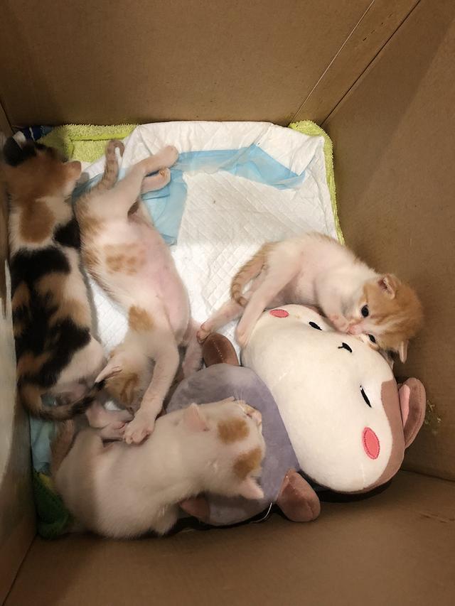 如何喂养刚出生的小奶猫？什么时候可以开始使用猫砂？(图7)