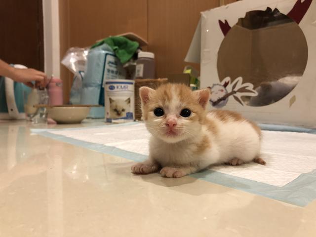 如何喂养刚出生的小奶猫？什么时候可以开始使用猫砂？(图15)