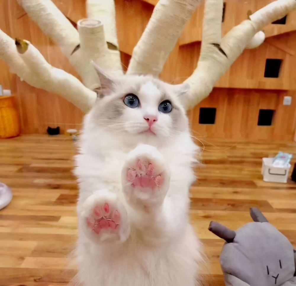 养猫到底要花多少钱？养猫成本分析(图1)