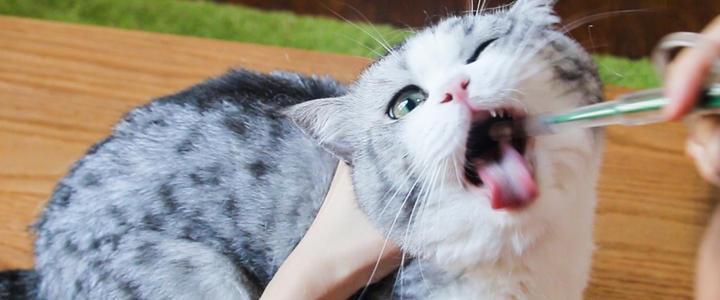 养猫到底要花多少钱？养猫成本分析(图2)