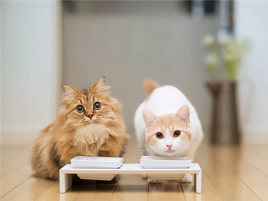 养猫到底要花多少钱？养猫成本分析(图3)