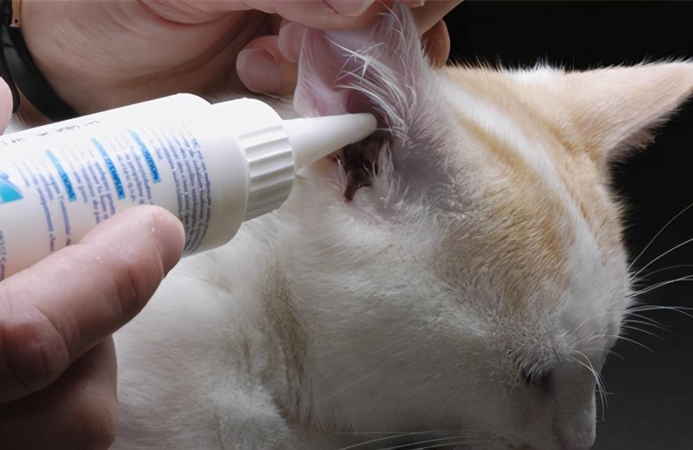 养猫到底要花多少钱？养猫成本分析(图9)