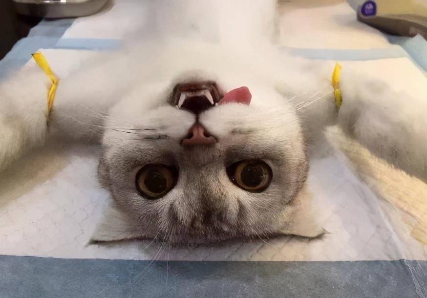 养猫到底要花多少钱？养猫成本分析(图10)