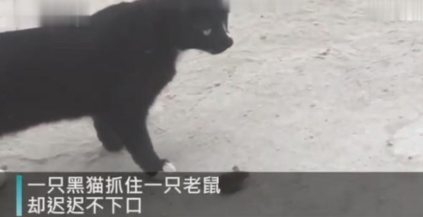 老鼠主动跑到猫的怀里求安慰，现在的老鼠太太太太大胆了(图1)