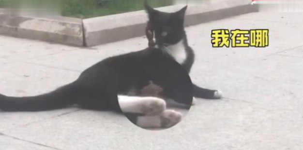 老鼠主动跑到猫的怀里求安慰，现在的老鼠太太太太大胆了(图2)