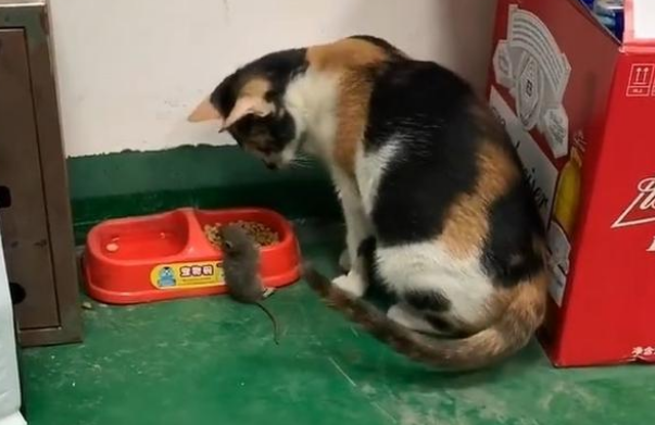 老鼠主动跑到猫的怀里求安慰，现在的老鼠太太太太大胆了(图3)