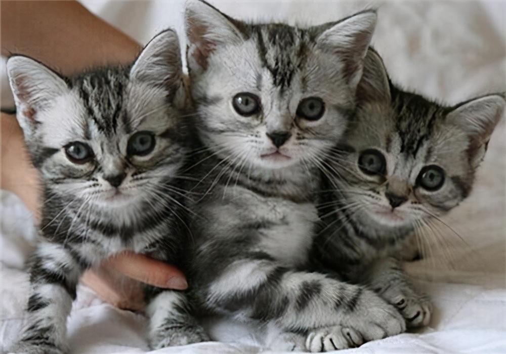 美国短毛猫一般可以活多久？如何延长它的寿命？(图1)