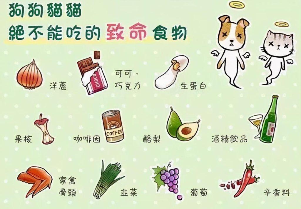 美国短毛猫一般可以活多久？如何延长它的寿命？(图4)