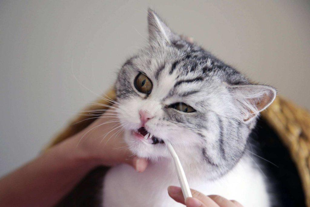 美国短毛猫一般可以活多久？如何延长它的寿命？(图7)