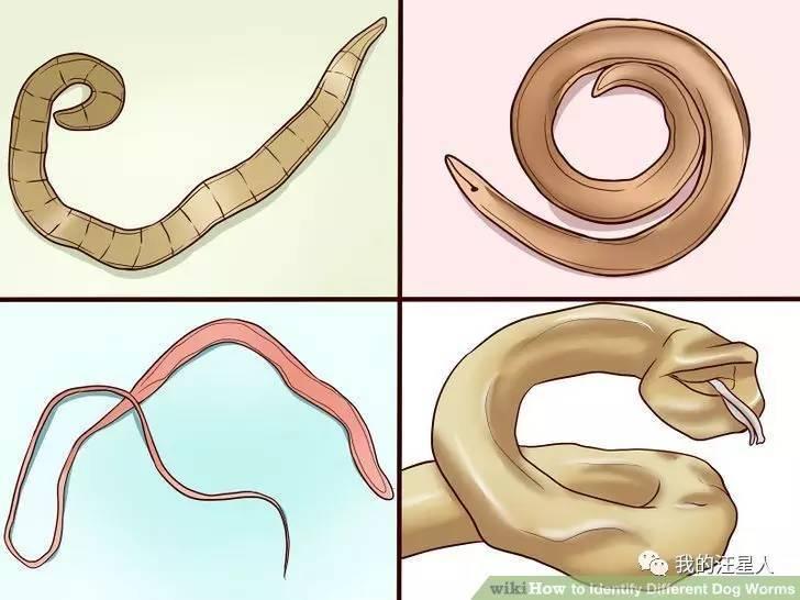 猫为什么要接种疫苗？猫咪打疫苗多少钱？(图2)