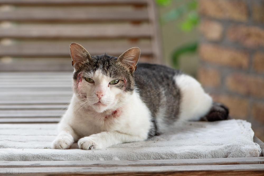 猫为什么要接种疫苗？猫咪打疫苗多少钱？(图4)