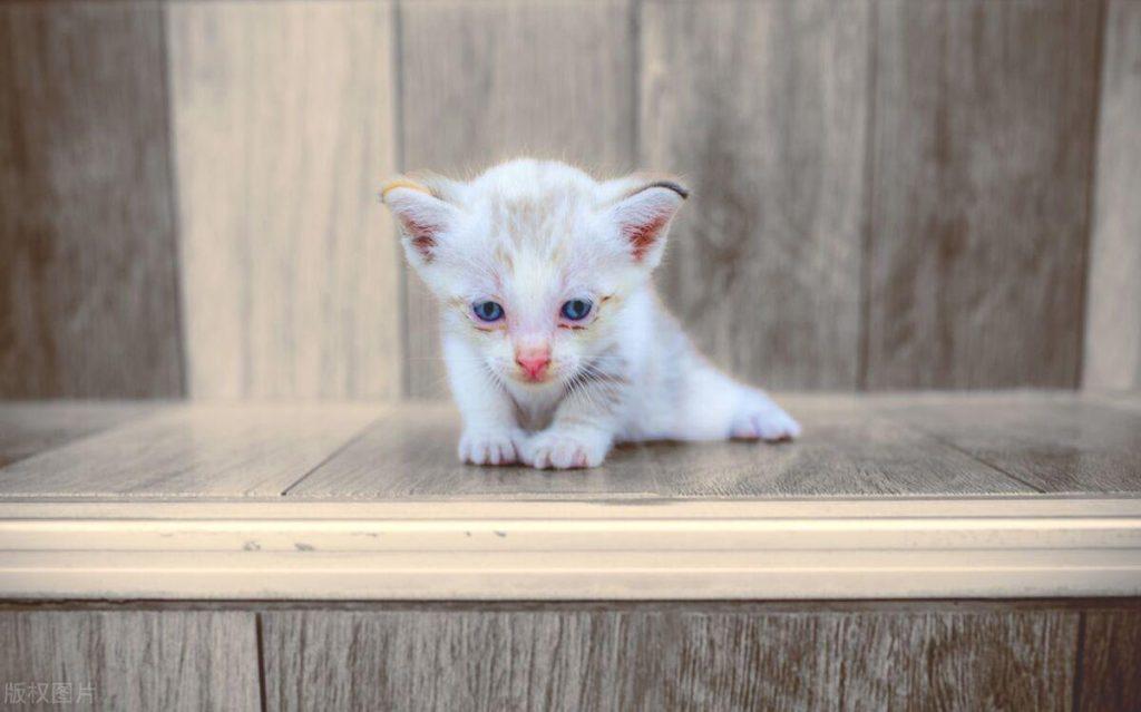 猫为什么要接种疫苗？猫咪打疫苗多少钱？(图3)