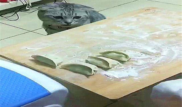 猫咪为了偷吃饺子，掩耳盗铃都用上了(图2)