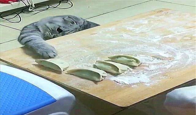 猫咪为了偷吃饺子，掩耳盗铃都用上了(图3)