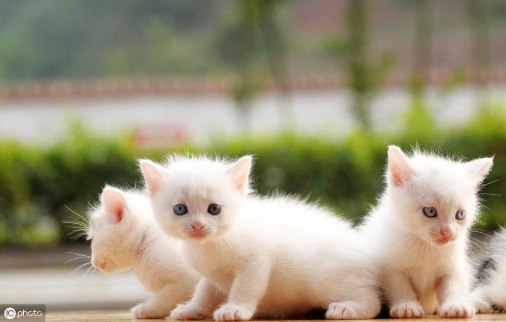 猫的生长周期顺序是什么？幼猫生长周期对照表(图2)