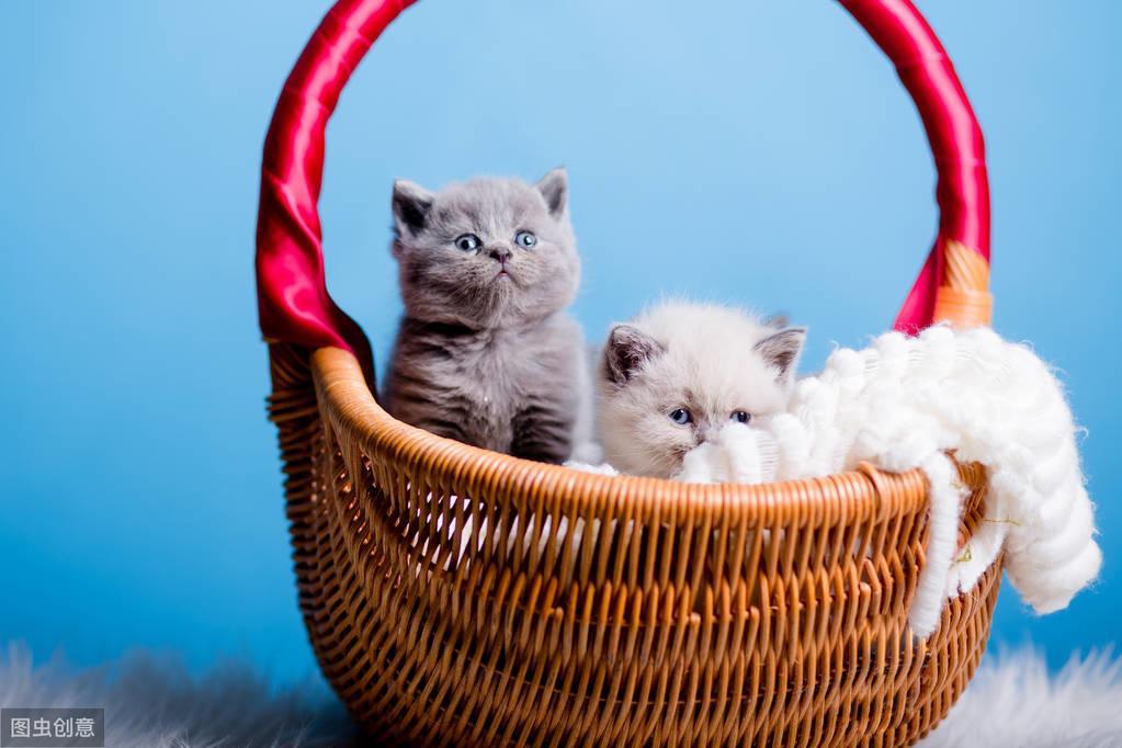 猫的生长周期顺序是什么？幼猫生长周期对照表(图4)