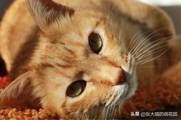 如何纠正猫咪的时差？可以做到这两点(图1)