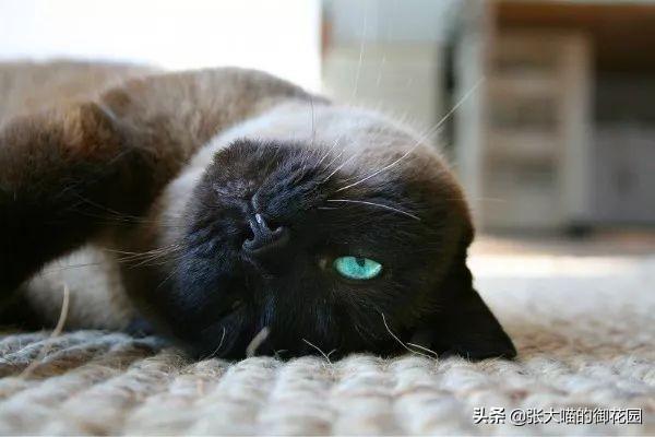 如何纠正猫咪的时差？可以做到这两点(图2)