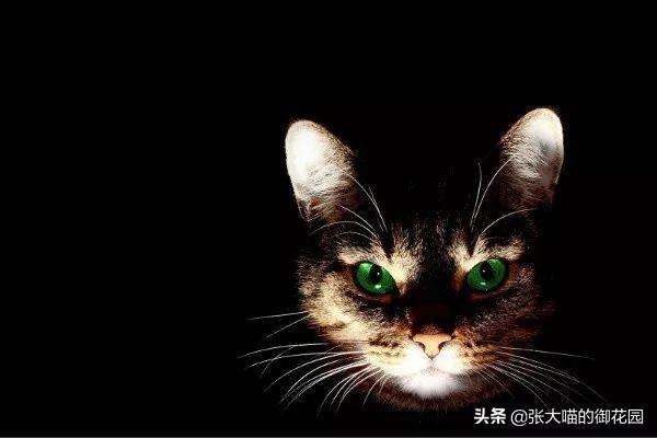如何纠正猫咪的时差？可以做到这两点(图3)