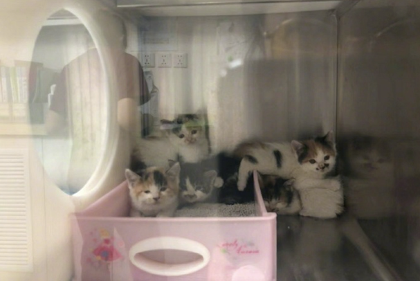 带5只兄弟猫去看病，医生很巧妙地分清了它们，别说还挺形象的！(图1)