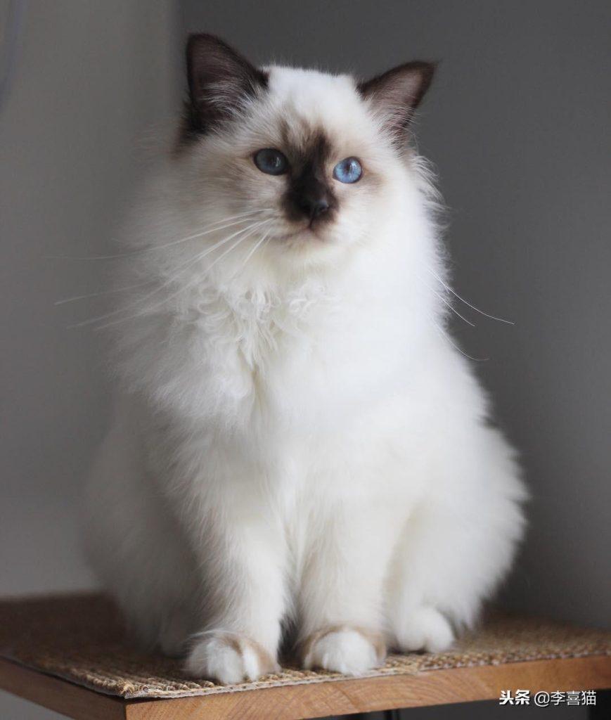 不是所有猫咪都能吃营养膏和化毛膏，关于健康铲屎官不要马虎大意(图3)