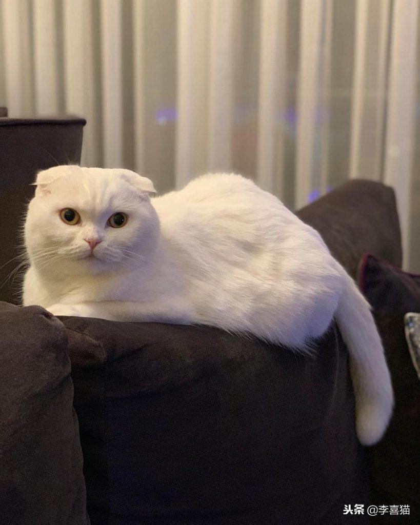 不是所有猫咪都能吃营养膏和化毛膏，关于健康铲屎官不要马虎大意(图4)