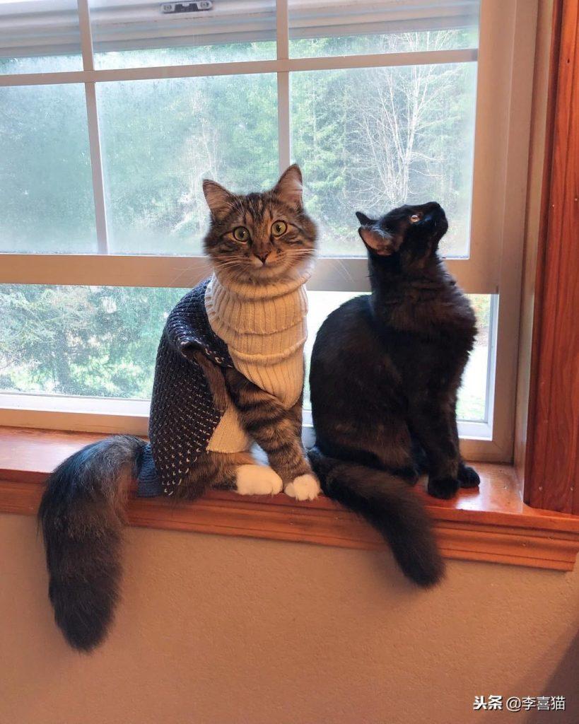 不是所有猫咪都能吃营养膏和化毛膏，关于健康铲屎官不要马虎大意(图5)