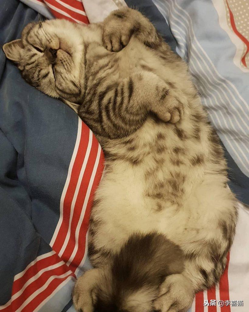 不是所有猫咪都能吃营养膏和化毛膏，关于健康铲屎官不要马虎大意(图7)