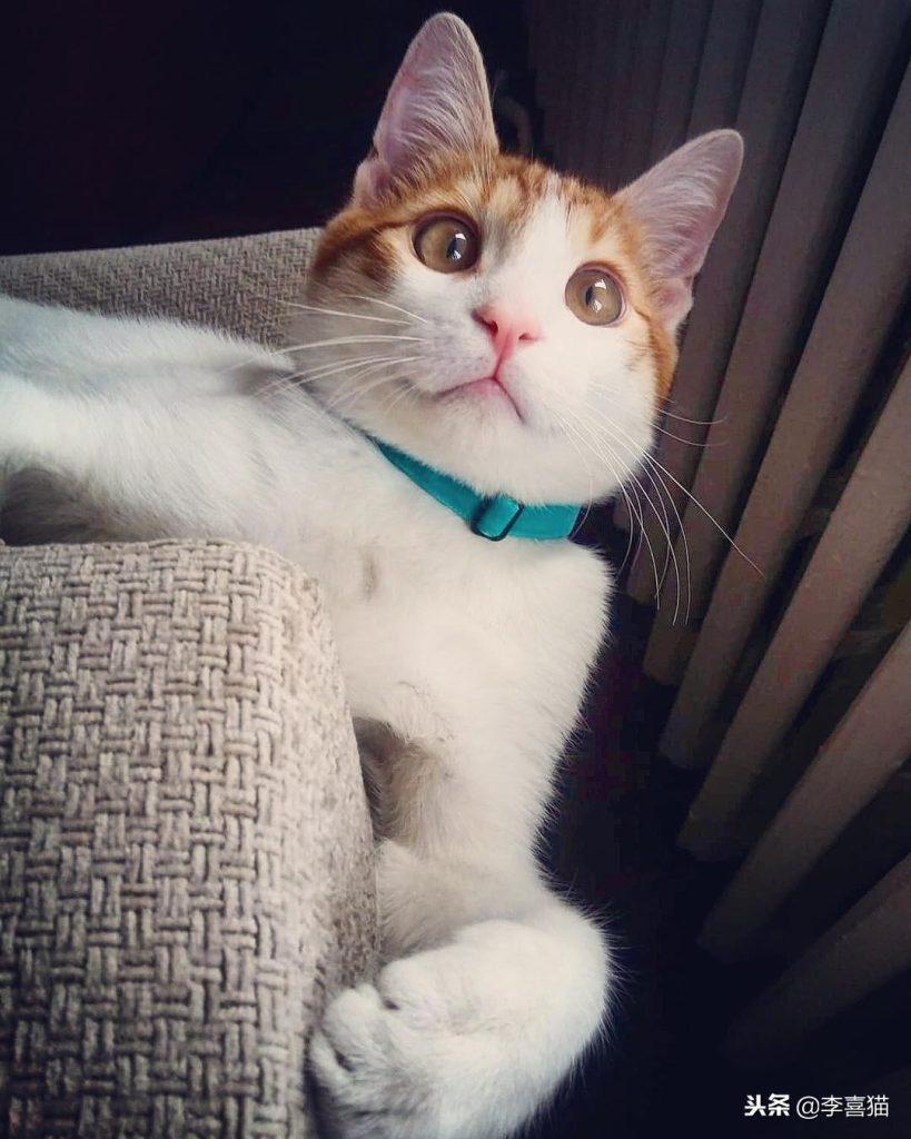 不是所有猫咪都能吃营养膏和化毛膏，关于健康铲屎官不要马虎大意(图8)